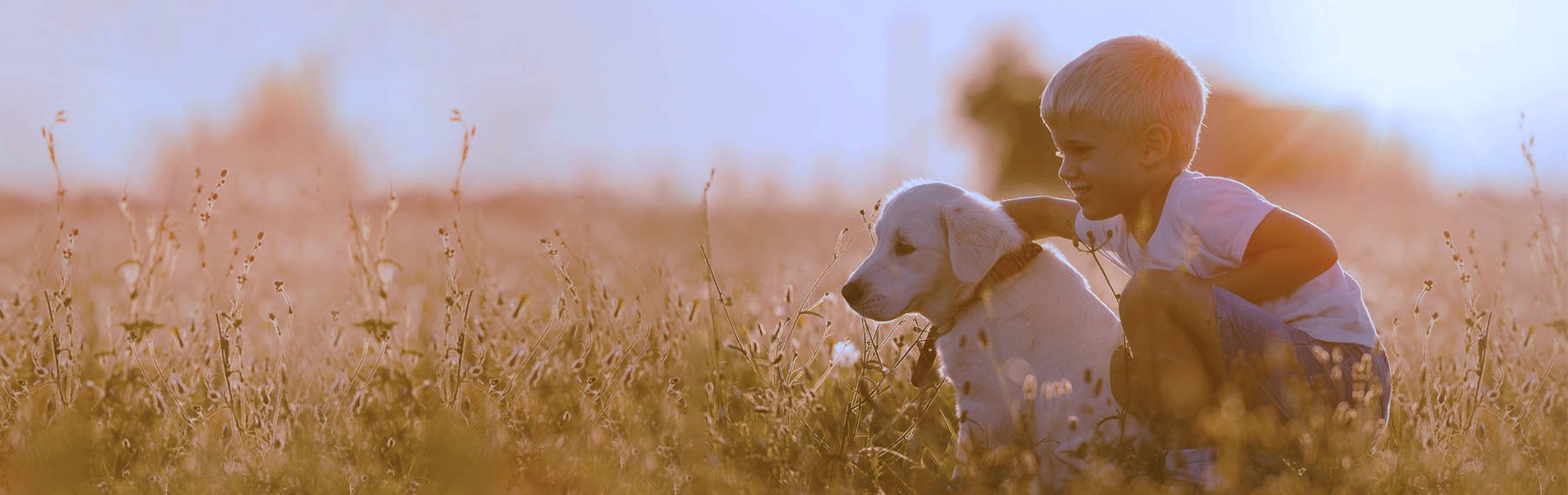 Find Your Perfect Puppy banner