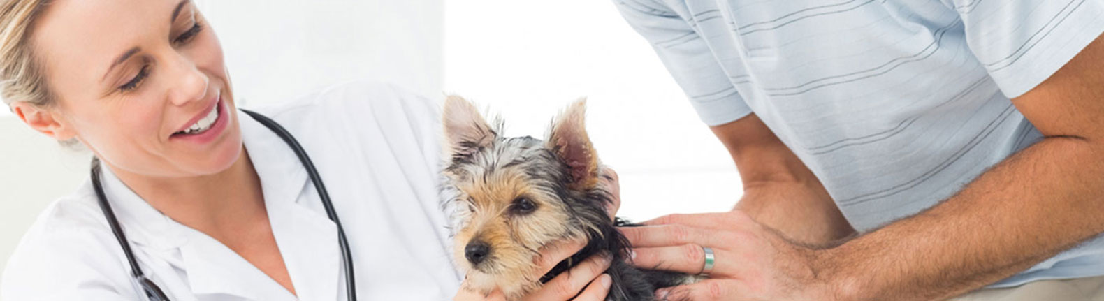 Our Veterinarian
