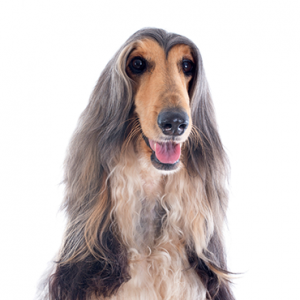 Afghan Hound