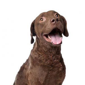 Chesapeake Bay Retriever