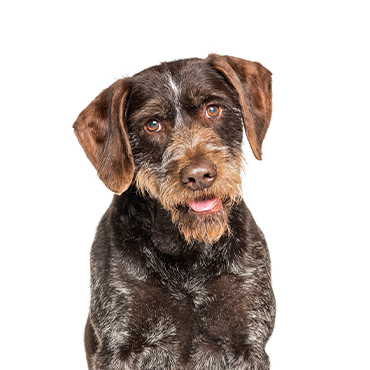 Wirehaired clearance german shorthair