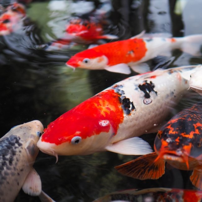 Fish Available for Sale Petland Florence, Kentucky