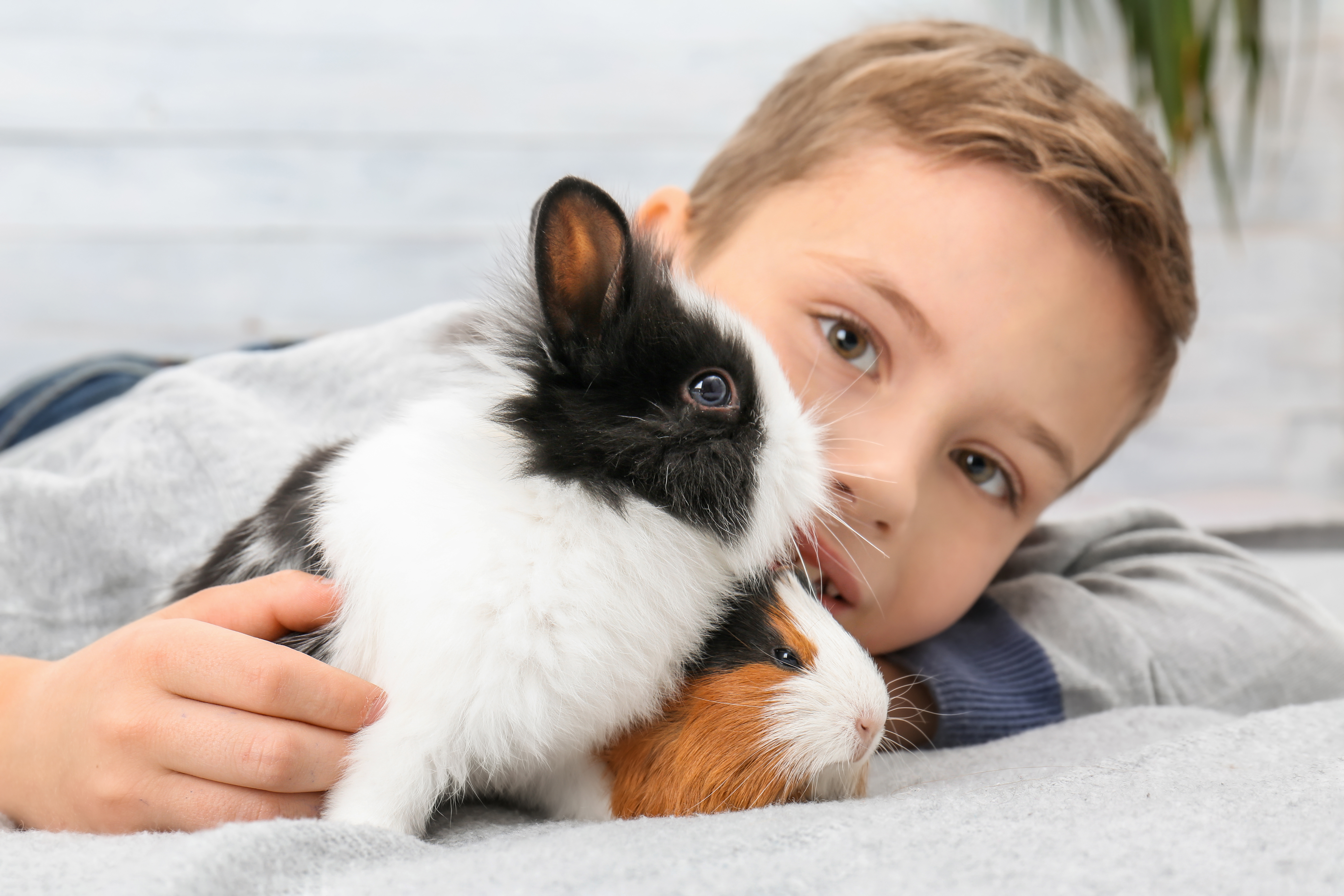 Pet Store Banner