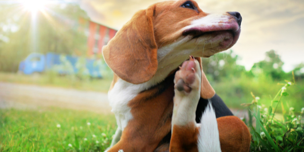 Pet Store Banner