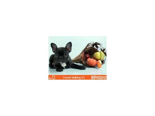 French Bulldog DOG Female BRDL 54 Petland Florence, Kentucky