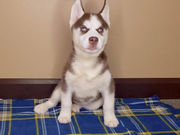 Siberian Husky DOG Female Red White 1169 Petland Florence, Kentucky