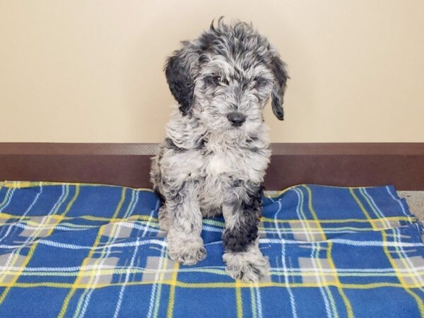 Goldendoodle DOG Male Blue Merle 1172 Petland Florence, Kentucky