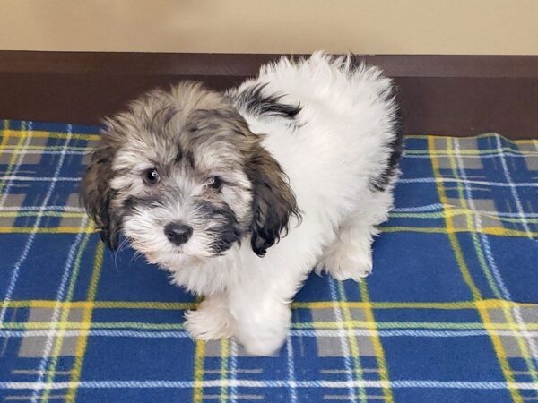 Havanese DOG Female BROWN WHITE 1182 Petland Florence, Kentucky