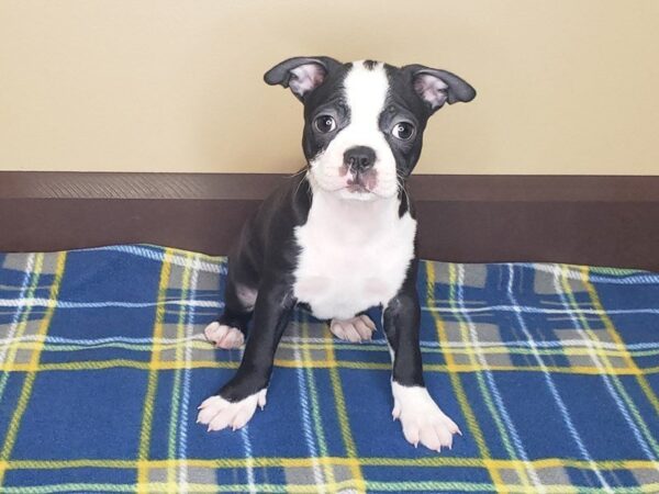 Boston Terrier DOG Female BLK WHT 1177 Petland Florence, Kentucky