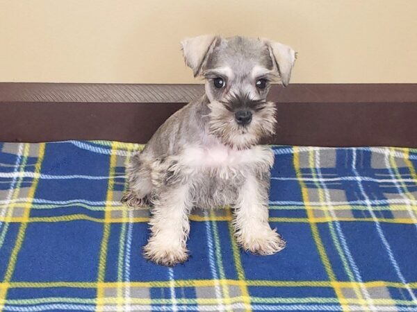 Miniature Schnauzer DOG Female SALT PEPPER 1188 Petland Florence, Kentucky