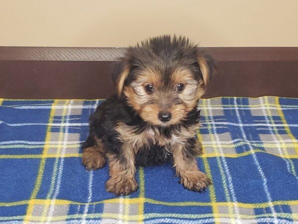 Yorkshire Terrier-DOG-Female-BLK TAN-1186-Petland Florence, Kentucky