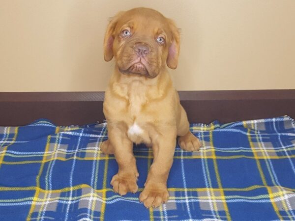 Dogue De Bordeaux-DOG-Male--1196-Petland Florence, Kentucky