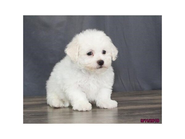 Bichon Frise DOG Male White 1197 Petland Florence, Kentucky