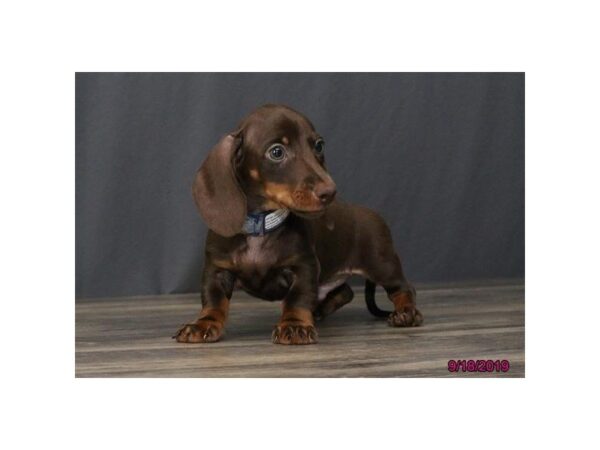 Dachshund DOG Male Chocolate / Tan 1201 Petland Florence, Kentucky