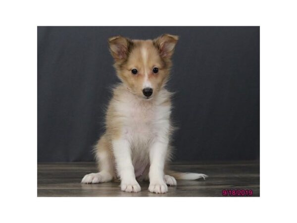 Shetland Sheepdog-DOG-Female-Red Sable-1202-Petland Florence, Kentucky