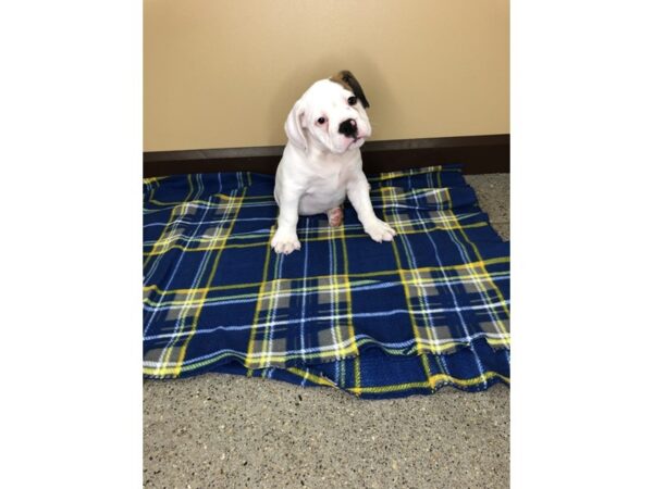 3/4 Bulldog-DOG-Male-FAWN WHITE-1189-Petland Florence, Kentucky