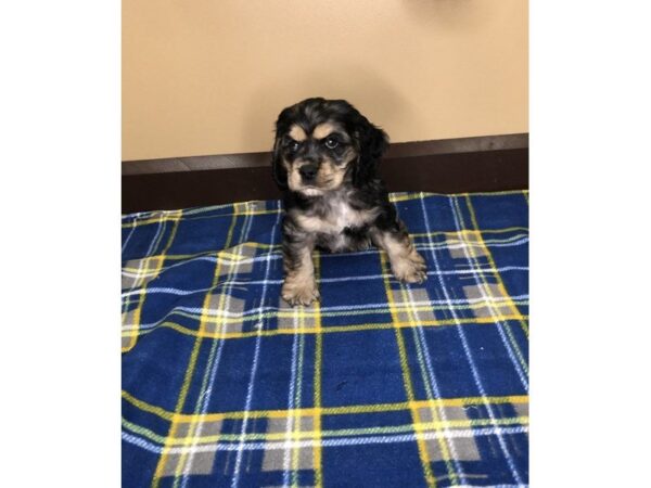 Cocker Spaniel DOG Male CHOC MERLE 1179 Petland Florence, Kentucky