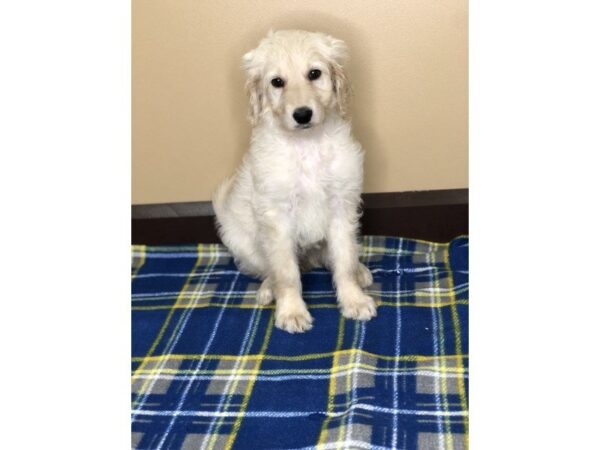 Goldendoodle DOG Female Golden 1173 Petland Florence, Kentucky