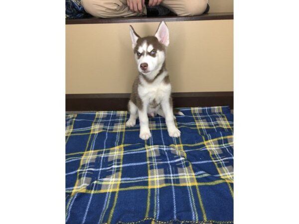 Siberian Husky DOG Male Red White 1170 Petland Florence, Kentucky