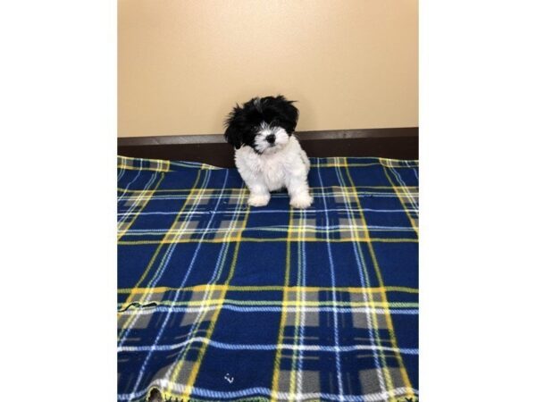 Teddy Bear-DOG-Male-BLK WHITE-1190-Petland Florence, Kentucky