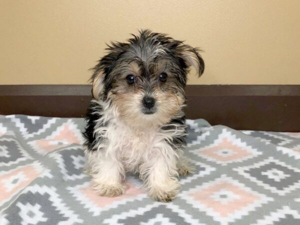 Morkie/Yorkshire Terrier-DOG-Female-Black / Tan-1206-Petland Florence, Kentucky