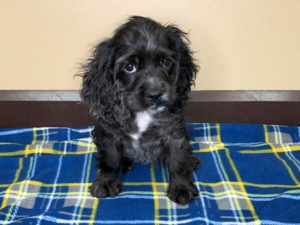 Cocker Spaniel DOG Male Blue Roan 1205 Petland Florence, Kentucky