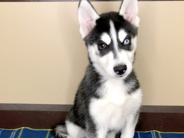 Siberian Husky DOG Male Black / White 1213 Petland Florence, Kentucky