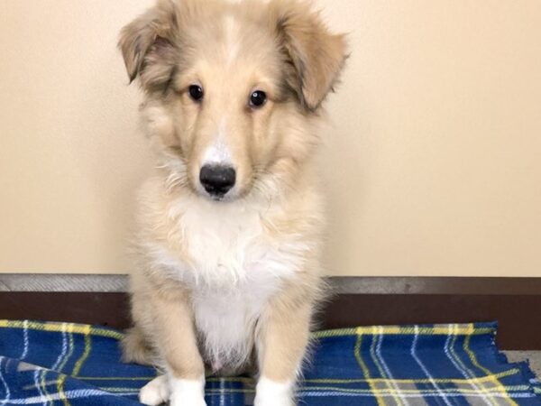 Shetland Sheepdog DOG Male Sable / White 1208 Petland Florence, Kentucky