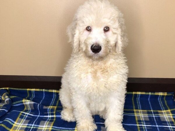 Poodle Standard-DOG-Male-Cream-1209-Petland Florence, Kentucky