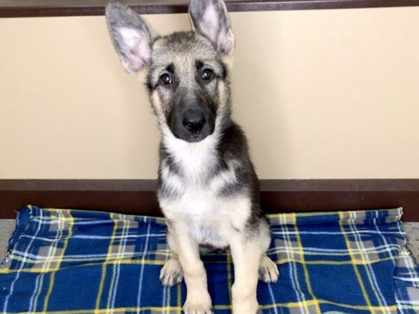 German Shepherd Dog DOG Female Black / Tan 1207 Petland Florence, Kentucky