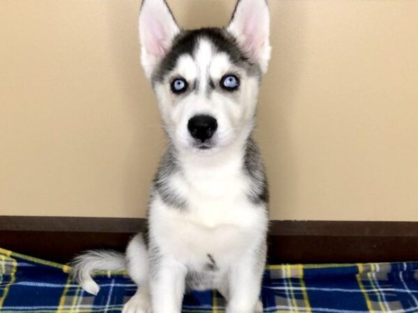 Siberian Husky DOG Male Black / White 1218 Petland Florence, Kentucky