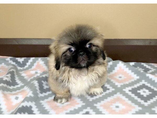 Pekingese DOG Male Gold 1217 Petland Florence, Kentucky