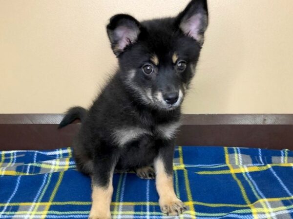 Pomsky 2nd Gen DOG Female Black / Tan 1216 Petland Florence, Kentucky