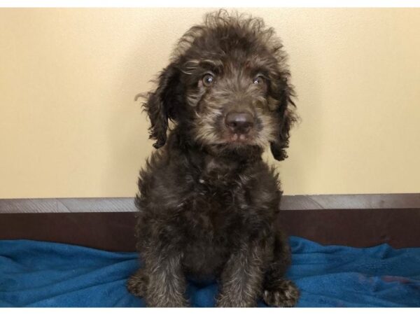 Labradoodle-DOG-Male-Chocolate-1215-Petland Florence, Kentucky