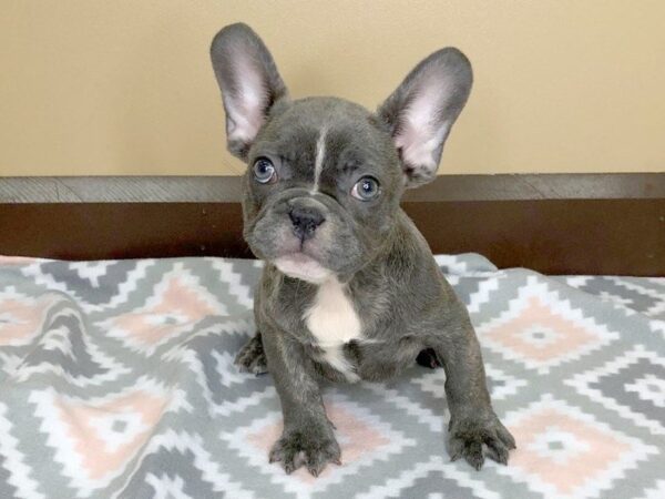 French Bulldog DOG Male Blue 1212 Petland Florence, Kentucky