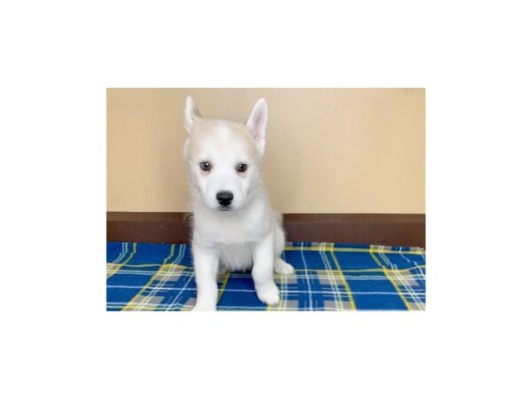 Pomski DOG Male SILVER WHITE 1203 Petland Florence, Kentucky