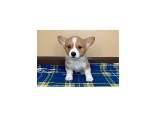 Pembroke Welsh Corgi-DOG-Male-SABLE WHITE-1227-Petland Florence, Kentucky