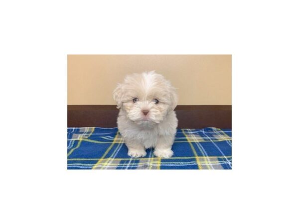 Teddy Bear-DOG-Female-Brown White-1225-Petland Florence, Kentucky