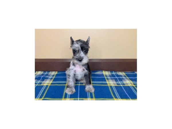 Miniature Schnauzer DOG Male BLUE MERLE 1223 Petland Florence, Kentucky