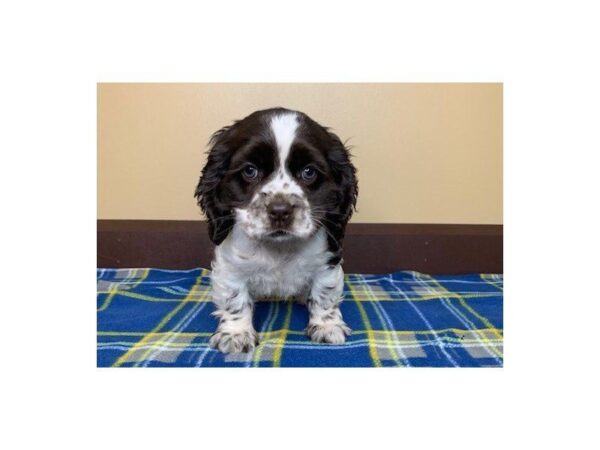 Cocker Spaniel DOG Female choc white 1221 Petland Florence, Kentucky