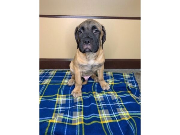 Bullmastiff DOG Male Red Fawn 1241 Petland Florence, Kentucky