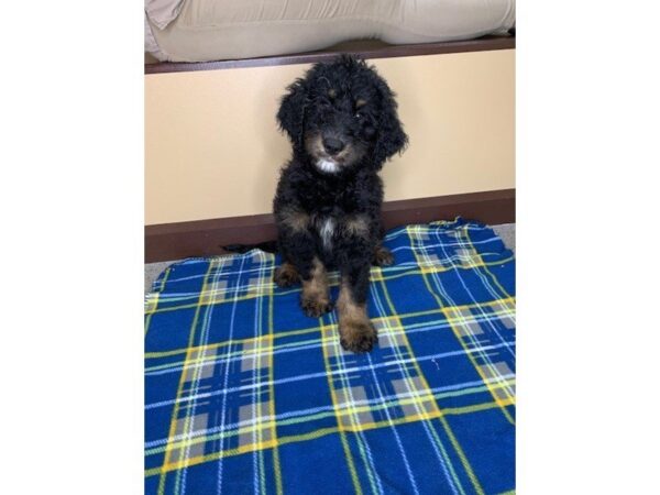 Bernadoodle-DOG-Male-Black Rust / White-1233-Petland Florence, Kentucky