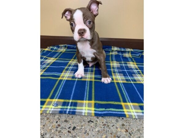 Boston Terrier DOG Male Seal / White 1232 Petland Florence, Kentucky