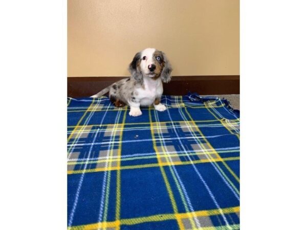 Dachshund DOG Male Blue 1240 Petland Florence, Kentucky