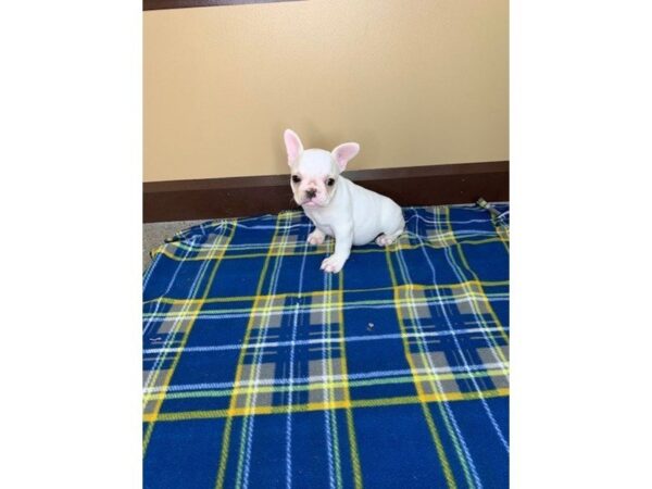 French Bulldog-DOG-Female-White-1239-Petland Florence, Kentucky