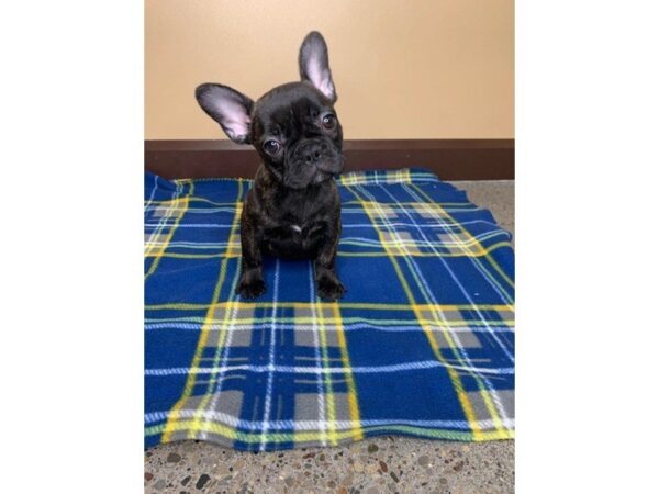 French Bulldog-DOG-Female-BRINDLE-1224-Petland Florence, Kentucky