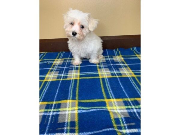 Maltese DOG Male White 1183 Petland Florence, Kentucky