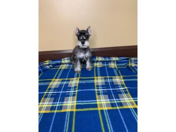 Miniature Schnauzer DOG Female Black / Silver 1236 Petland Florence, Kentucky