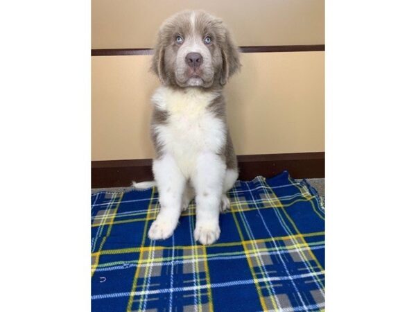 Newfoundland DOG Male Gray & White 1230 Petland Florence, Kentucky