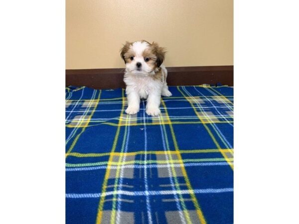 Shih Tzu-DOG-Male-Red / White-1238-Petland Florence, Kentucky